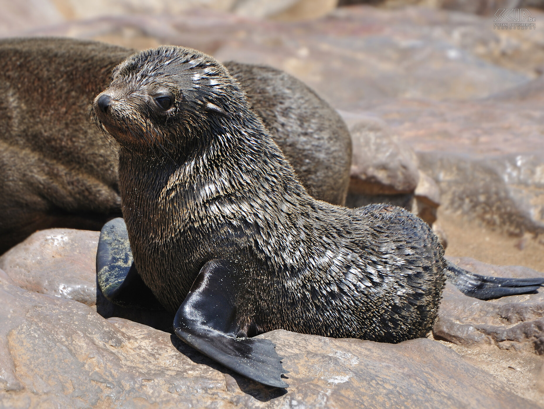 Cape Cross - Young sea lion  Stefan Cruysberghs